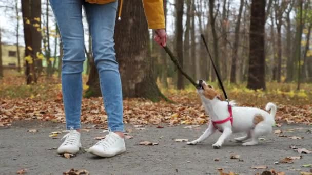秋天公园里带着狗散步的女人 — 图库视频影像