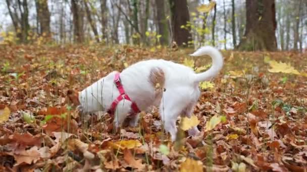 Собака гуляє в осінньому парку — стокове відео