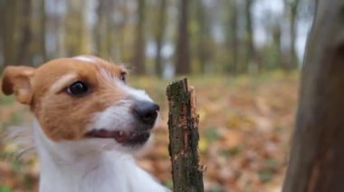 Sonbahar ormanında bir dalla köpek oyunu.