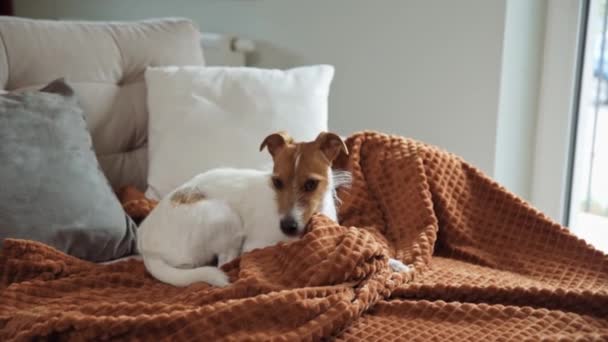 Anjing meringkuk di sofa — Stok Video