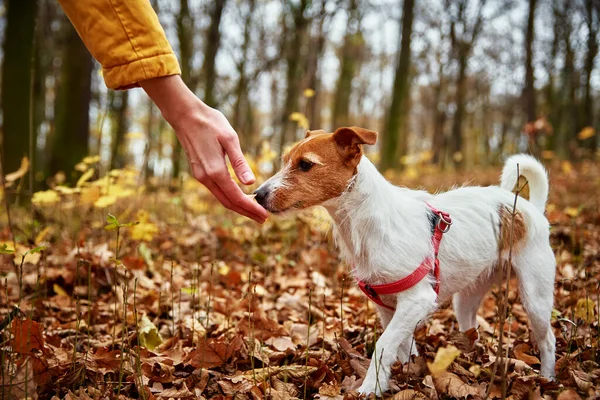 Mujer con paseo de perros en el parque de otoño — Foto de Stock