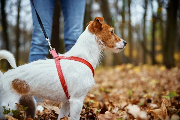 Собака гуляє в осінньому парку з листям — стокове фото
