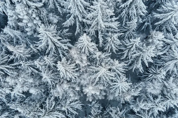 Vista aérea da floresta coberta de neve wirt — Fotografia de Stock