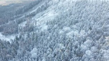 Karlı ormanlarla kaplı dağların havadan görünüşü