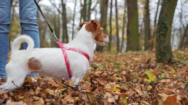 Vrouw met hondenwandeling in het najaarspark — Stockvideo