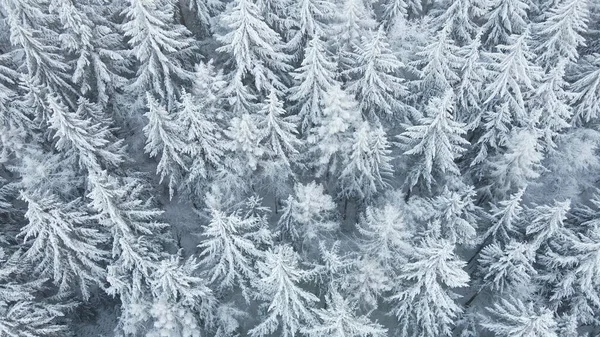 Beautiful Winter Forest Aerial View Aerial View Snowy Pine Trees — Fotografia de Stock