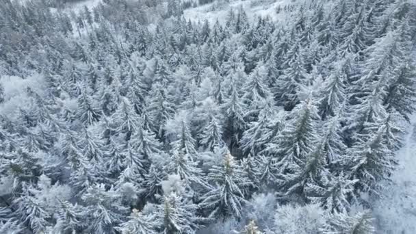 Uitzicht vanuit de lucht op besneeuwde bossen — Stockvideo