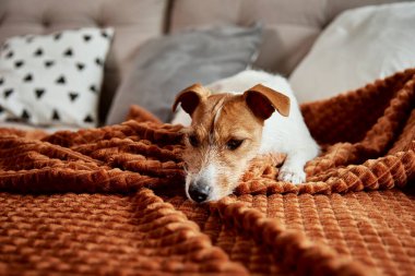 Köpek kanepede tembellik ediyor