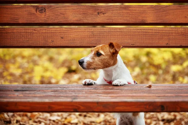 秋の公園で犬の肖像画を閉じます — ストック写真