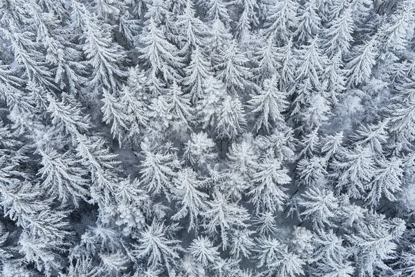Beautiful Winter Forest Aerial View Aerial View Snowy Pine Trees — Fotografia de Stock