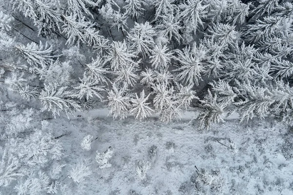 Floresta Inverno Com Árvores Cobertas Com Neve Bela Paisagem Natureza — Fotografia de Stock