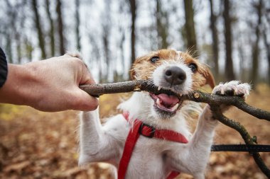 Köpekler sonbahar ormanlarında eğlenir, ağaç dallarını kemirir.