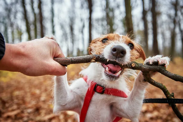 犬は秋の森の中で楽しみを持っている 爪木製の枝 — ストック写真