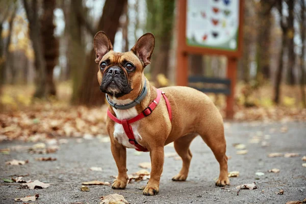 Hundespaziergänge Herbstpark Französische Bulldogge — Stockfoto