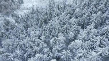 Güzel kış ormanı, karlı ağaçlar, gökyüzü manzarası