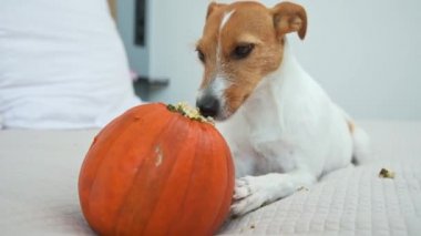 Köpek içeride portakal kabağı kemiriyor.