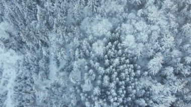 Wirt Snow ile kaplı ormanın havadan görünüşü