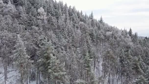 Letecký pohled na les pokrytý sněhem — Stock video
