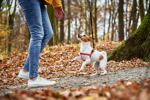 Frau geht mit Hund im Herbstpark spazieren — Stockfoto