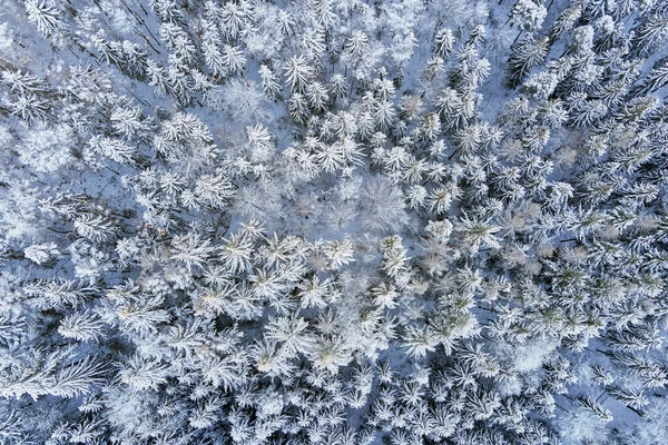 Beautiful winter forest with snowy trees, aerial view — Fotografia de Stock