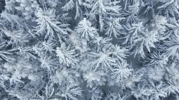 Vista aérea da floresta coberta de neve wirt — Vídeo de Stock