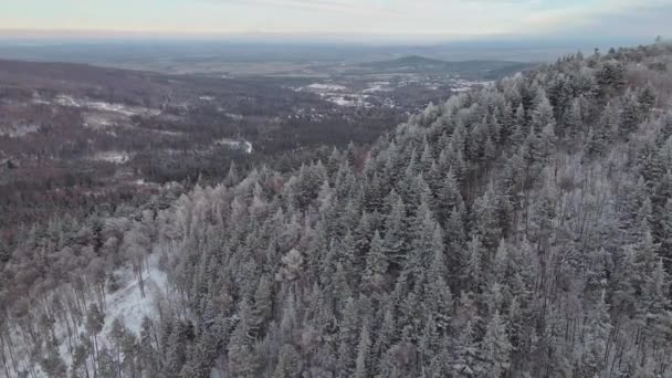 Vue aérienne de la forêt couverte de neige — Video