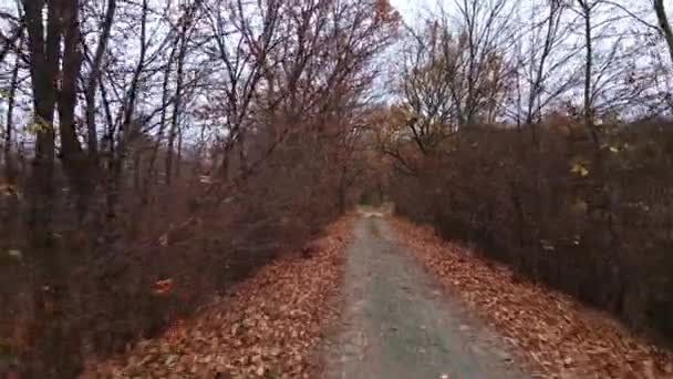 Kamera poruszająca się po drodze przez jesienny las — Wideo stockowe