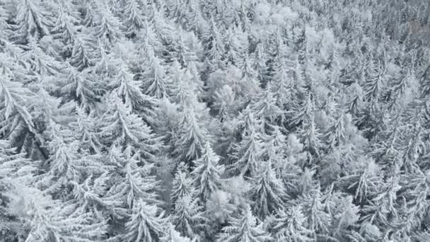 Prachtig winterbos met besneeuwde bomen, uitzicht vanuit de lucht — Stockvideo