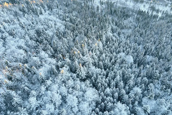 Вид с воздуха на покрытый лесом снег — стоковое фото