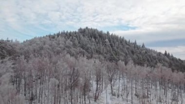 Dağlarda karlı ağaçlar ve hava manzaralı güzel bir kış ormanı.