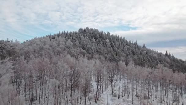Belle forêt d'hiver avec des arbres enneigés en montagne, vue aérienne — Video