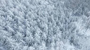 Güzel kış ormanı, karlı ağaçlar, gökyüzü manzarası