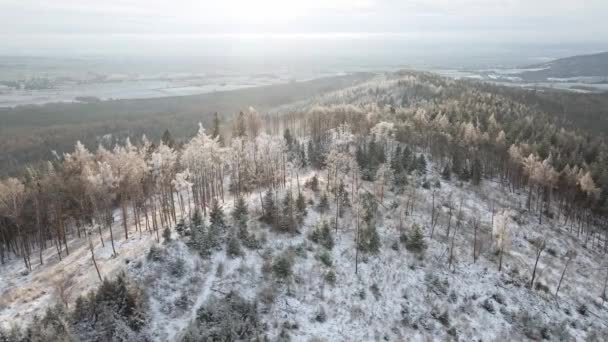 雪の木と美しい冬の森、空の景色 — ストック動画