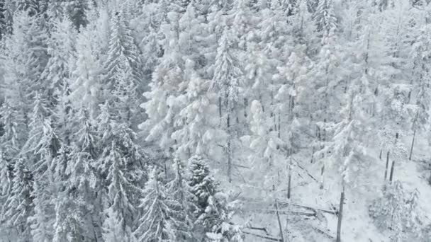 Vue aérienne de la neige de la jupe couverte de forêt — Video