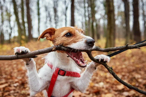 Собака играет с веткой в осеннем лесу — стоковое фото