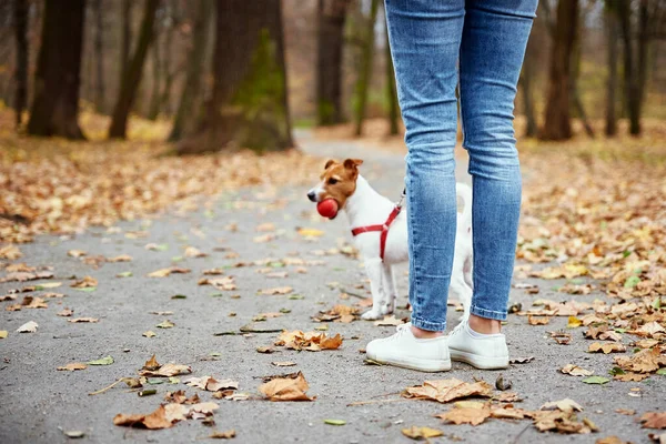 Hund geht mit Herrchen im Herbstpark spazieren — Stockfoto