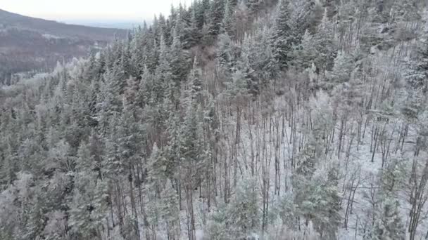 Vue aérienne des montagnes couvertes de forêt enneigée — Video
