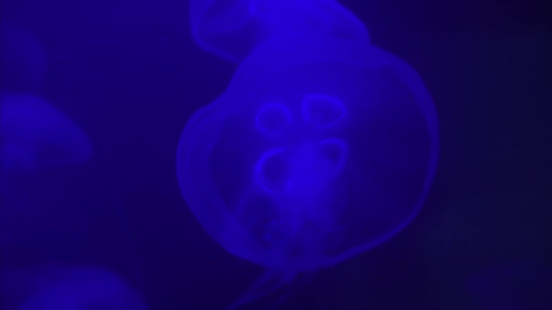 Medusas nadan bajo el agua en el acuario — Vídeos de Stock