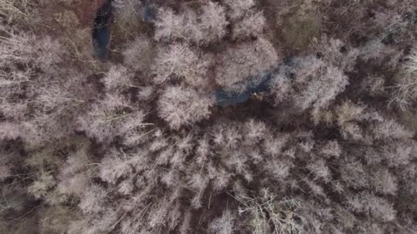 Aerea sorvolando alberi della foresta autunnale — Video Stock