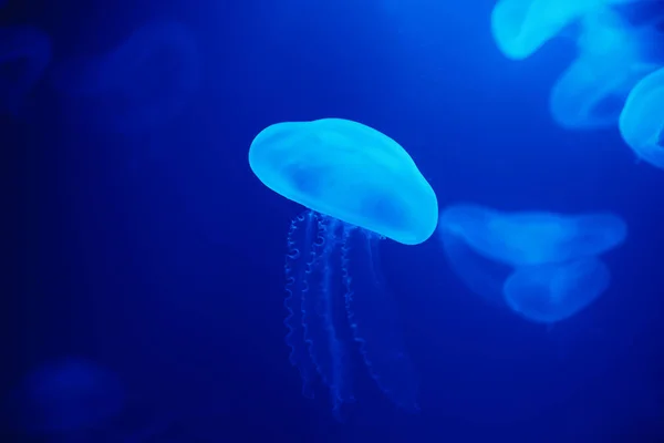 水母在蓝色背景的水下游泳 动物园水族馆的海洋生物 — 图库照片