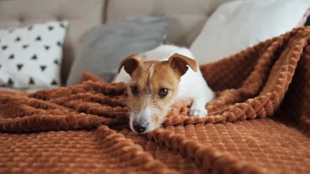 Σκύλος που τεμπελιάζει στον καναπέ — Αρχείο Βίντεο