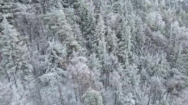 Вид з повітря на ліс вкритий снігом — стокове відео