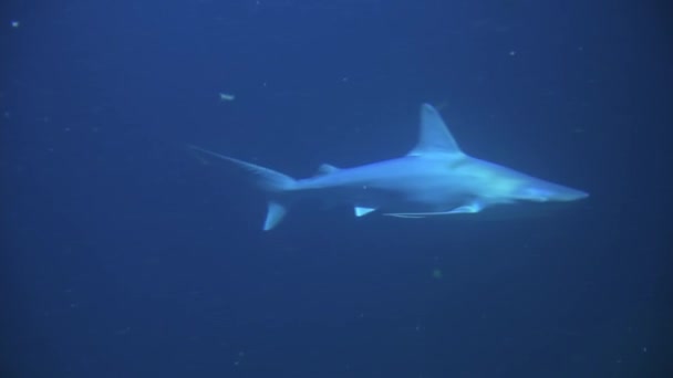 Шарт и другие морские рыбы в аквариуме, морской жизни — стоковое видео