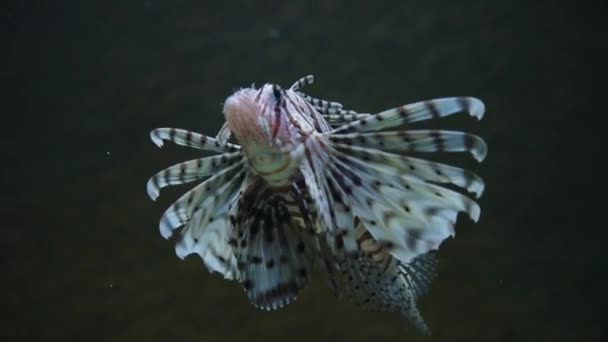 Морська риба в глибокому, морському житті — стокове відео