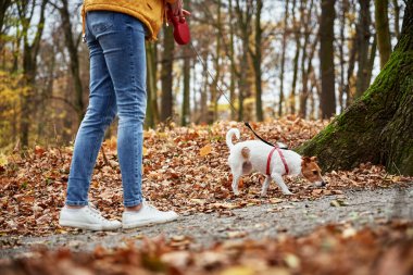 Jack Russell teriyer köpeği ve sahibi sonbahar parkında yürüyor. Hayvan bakımı