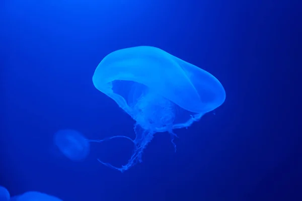 水母在蓝色背景的水下游泳 动物园水族馆的海洋生物 — 图库照片