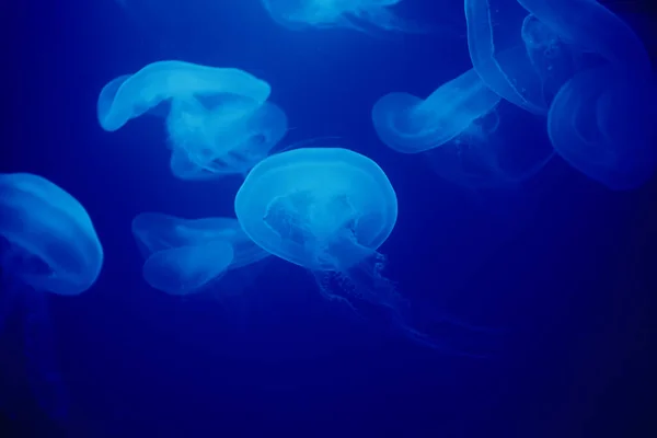 Medúza Úszik Víz Alatt Kék Háttér Tengeri Élet Állatkertben Akvárium — Stock Fotó