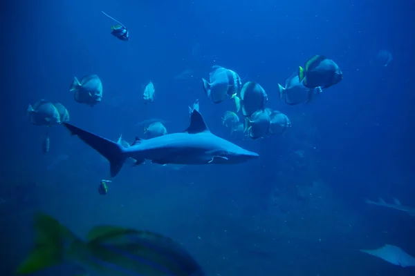 Large Shark Other Fishes Deep Water Sea Fish Zoo Aquarium — Stock Photo, Image
