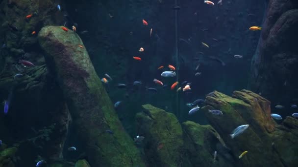 Морські риби в глибокому акваріумі, морське життя — стокове відео