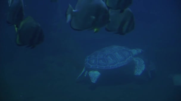 Balıklı, kaplumbağalı ve köpekbalıklı su altı yaşamı — Stok video